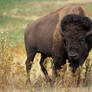 Zoo Tycoon Profile: American Bison