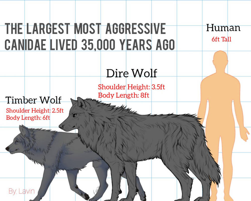 Paradigmatic Dire Wolf Size Chart Dire Wolf Size Chart Dire Wolf Size ...