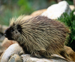 Zoo Tycoon Profile: North American Porcupine