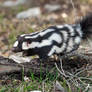 Zoo Tycoon Profile: Eastern Spotted Skunk