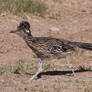 Zoo Tycoon Profile: Greater Roadrunner