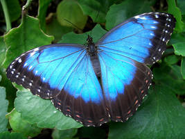 Zoo Tycoon Profile: Menelaus Blue Morpho Butterfly