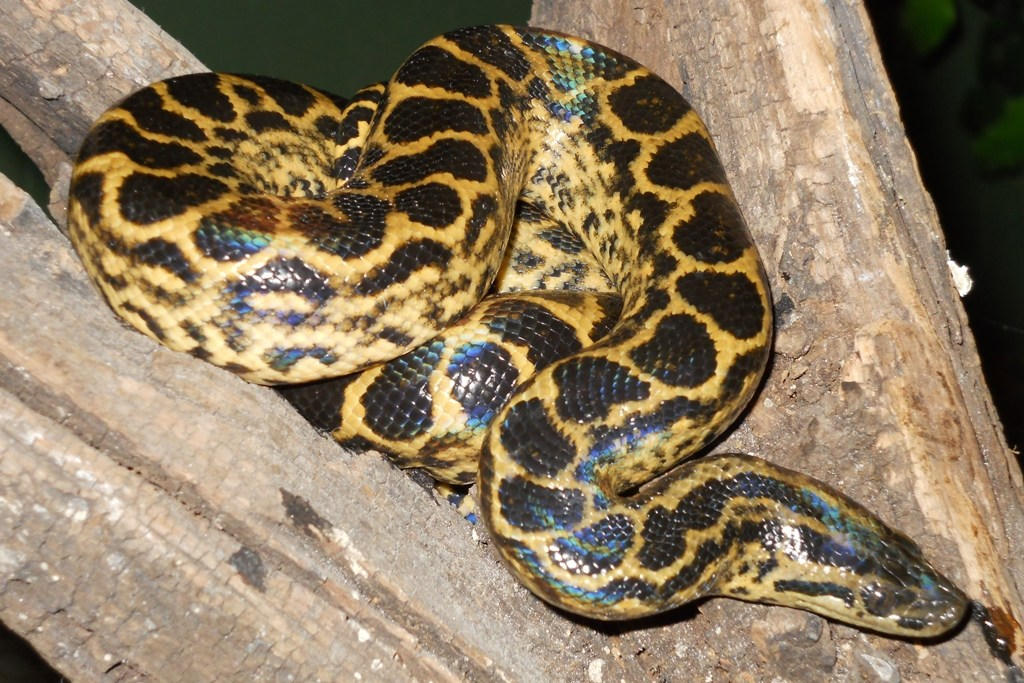 Змея питон большой. Анаконда змея. Желтая парагвайская Анаконда. Анаконда парагвайская (Южная). Змея Анаконда желтая.