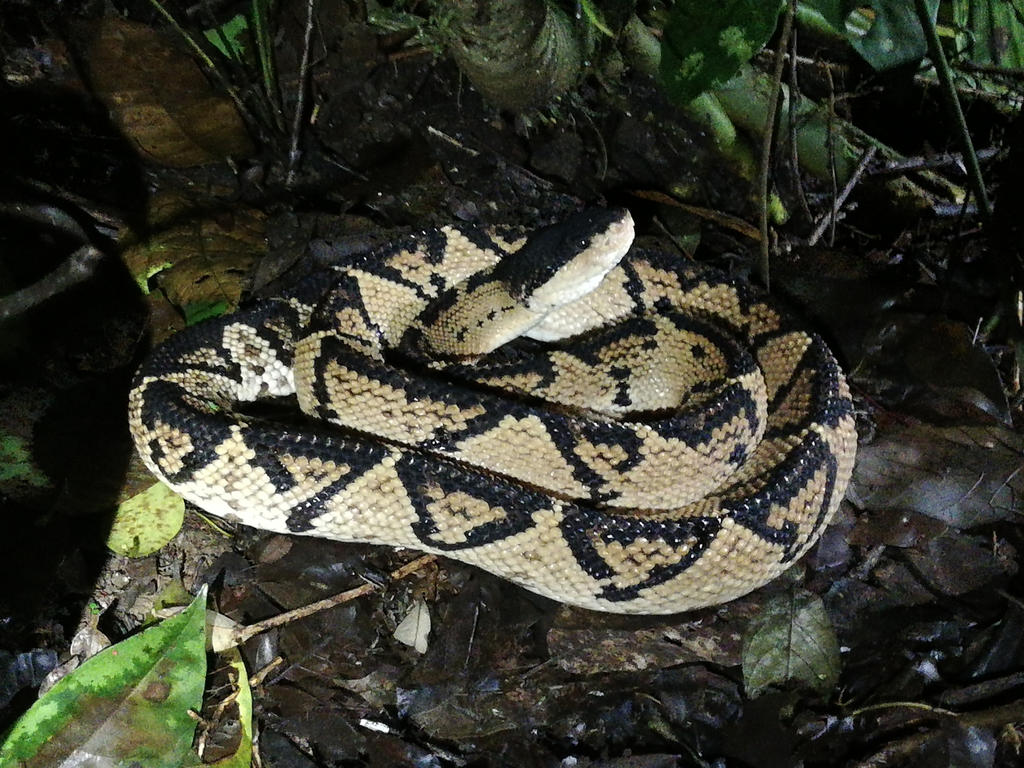 Zoo Tycoon Profile: Black-Headed Bushmaster by Bonnerscar on DeviantArt