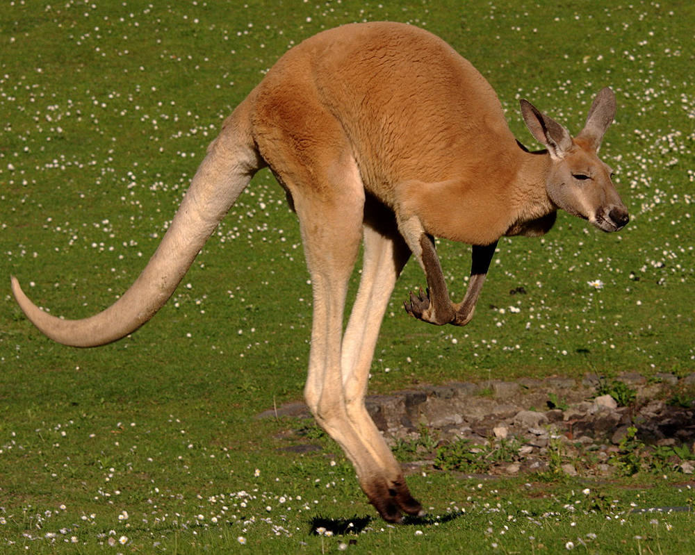 Зверь с длинным хвостом. Гигантский рыжий кенгуру (Red-Grey Kangaroo). Исполинский рыжий кенгуру. Кольцехвостый кенгуру. Кенгуру травоядное.