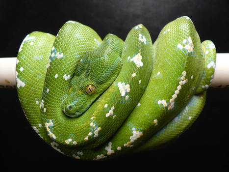 Zoo Tycoon Profile: Green Tree Python