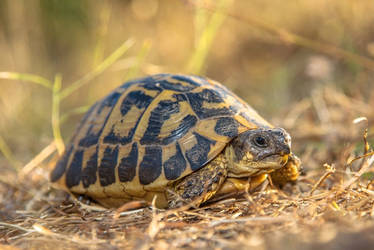 Zoo Tycoon Profile: Hermann's Tortoise