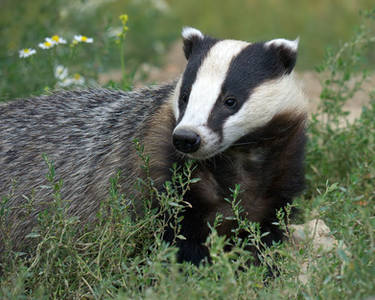 Zoo Tycoon Profile: Europrean Badger