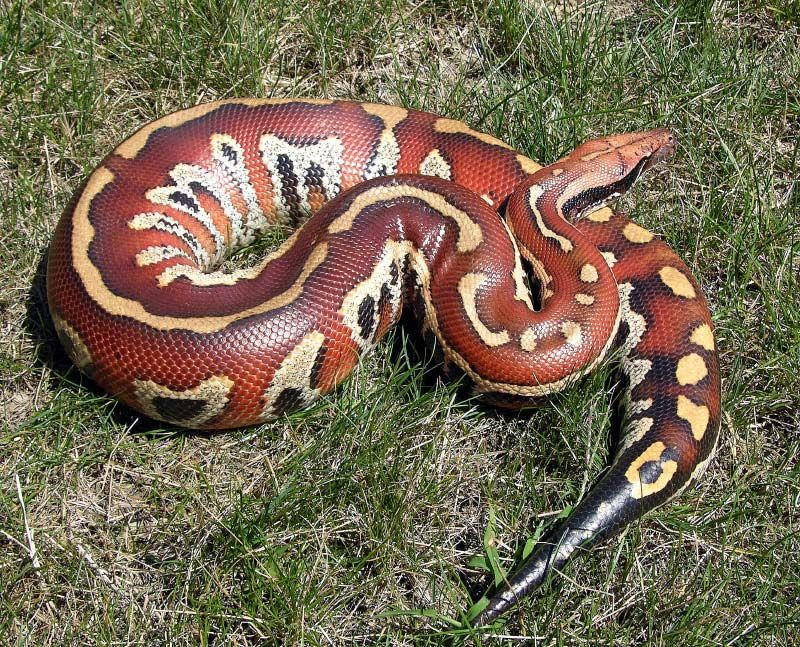 Zoo Tycoon Profile: Blood Python by Bonnerscar on DeviantArt