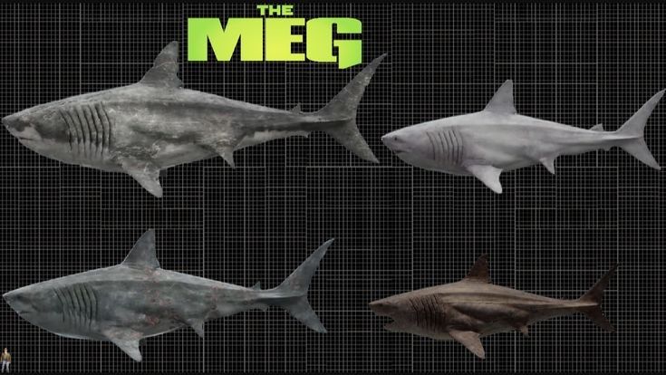 Meg Rarity The Meg Size Chart by Bonnerscar on DeviantArt