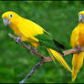 Zoo Tycoon Profile: Golden Parakeet