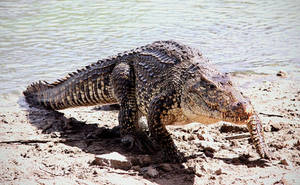 Zoo Tycoon Profile:Cuban Crocodile