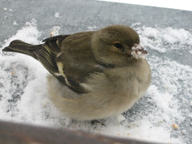 sparrow on my window