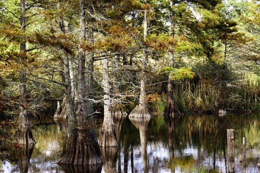 Bald Cypress