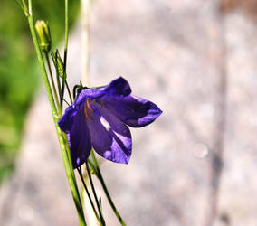 Bluebells