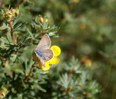 butterfly? or moth?