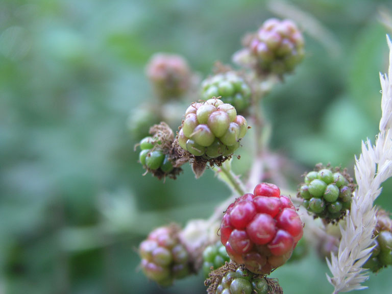 Berries I