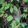 Buddy in a bush