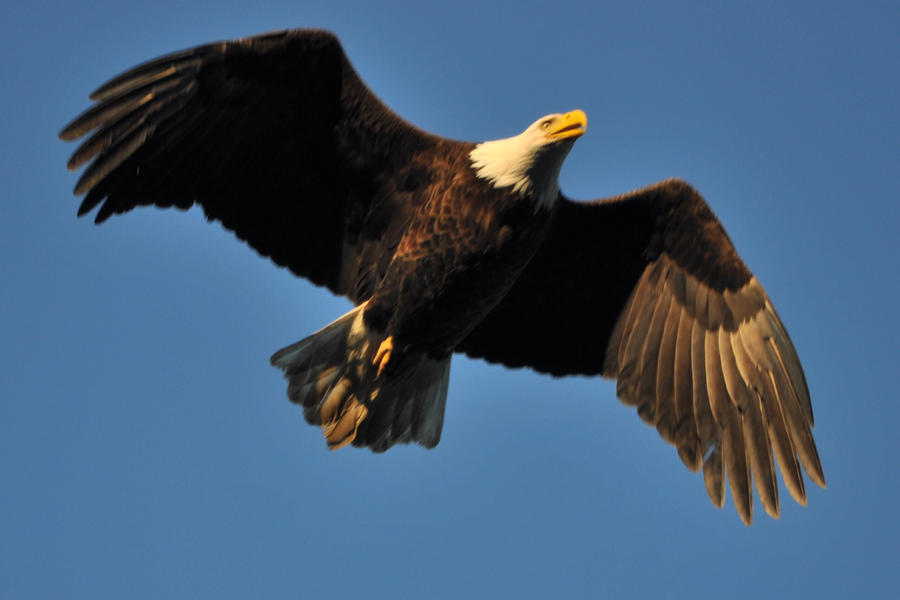 Bald Eagle