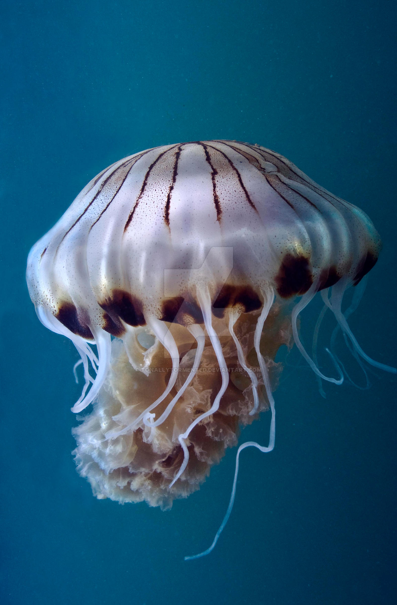 Jellyfish 002