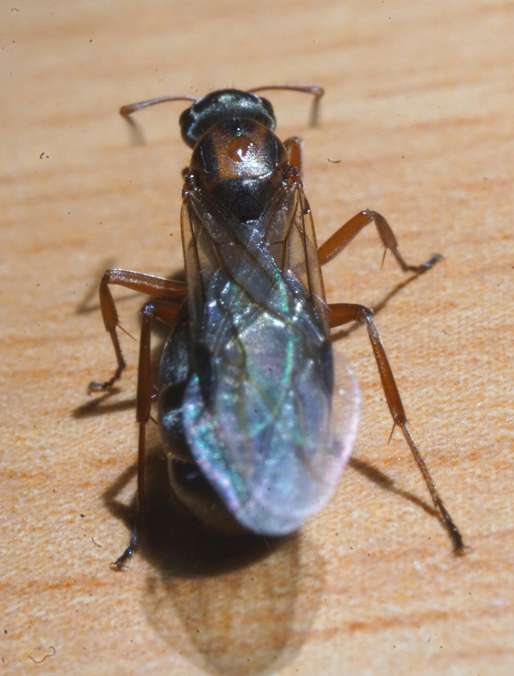 Princess Rhea 3 by XCrosserX on DeviantArt