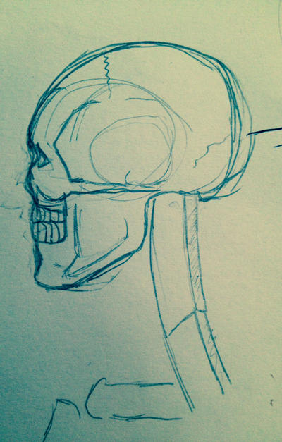 Study Skull