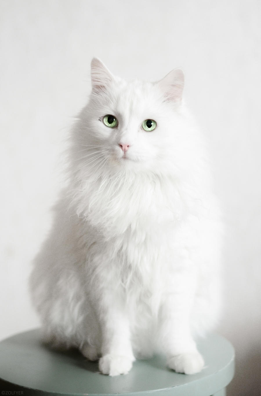 Norwegian Forest Cat