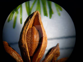 Star anise close up