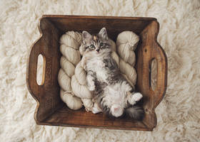 Kitty in the yarn