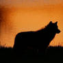 sunset wolf