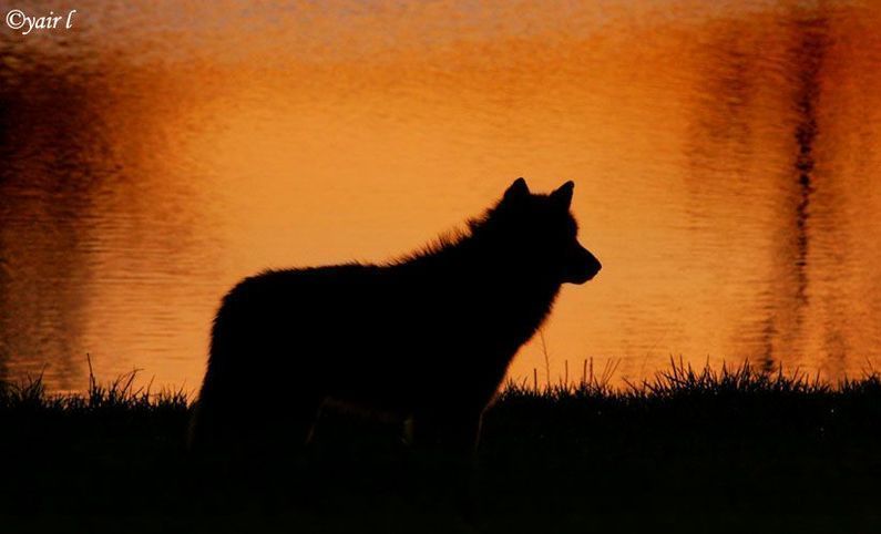 sunset wolf