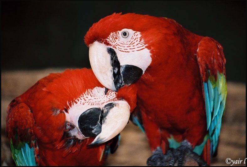 Macaw love