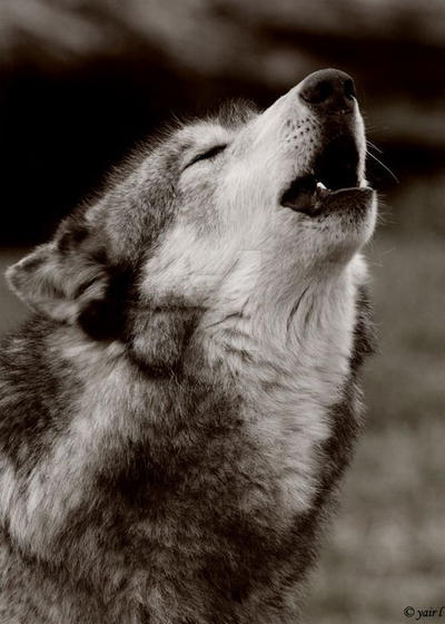 wolf howling in black a white