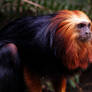 golden-headed lion tamarin