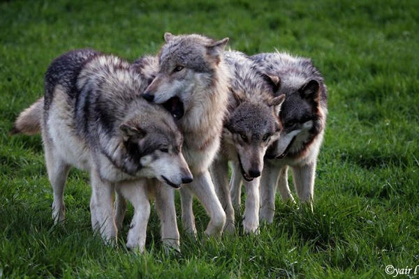 wolf pack by Yair-Leibovich