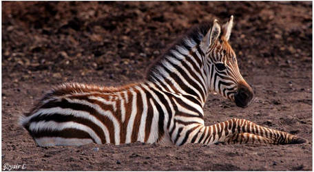 Baby Zebra