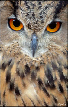 intense Eagle owl