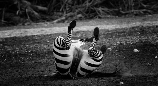 laughing zebra