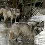 wolf pack in the lake