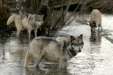 wolf pack in the lake