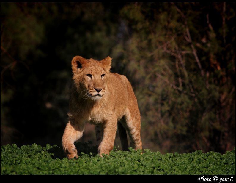 young male lion