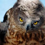 SHORT-TOED EAGLE