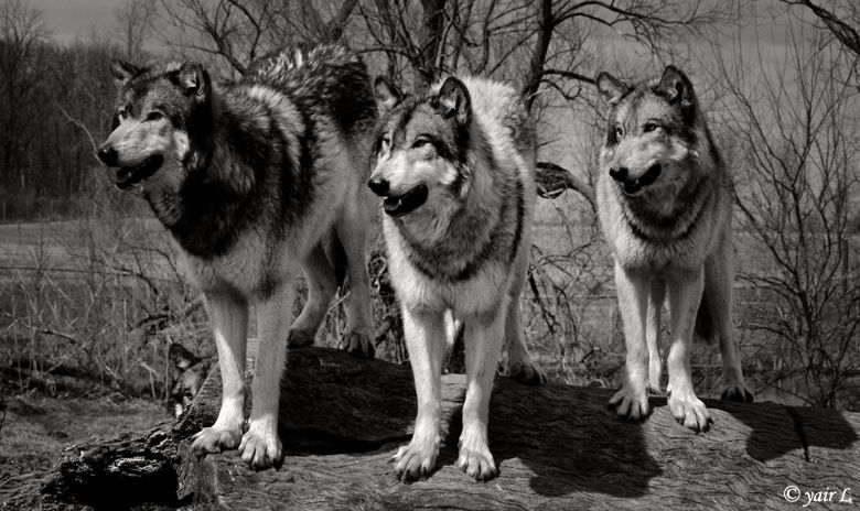 wolves in focus