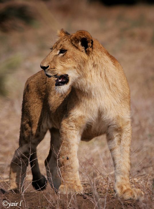 a young lion