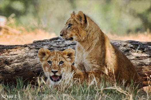 lion cubs