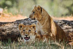 lion cubs by Yair-Leibovich