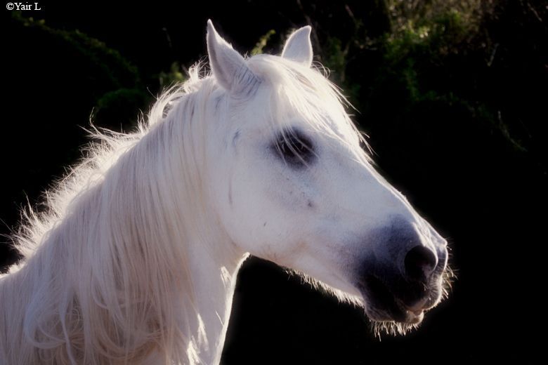 backlight horse portrait