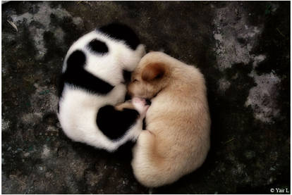 Yin and yang