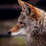 Coyote profile