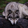 a wolf on a wet log